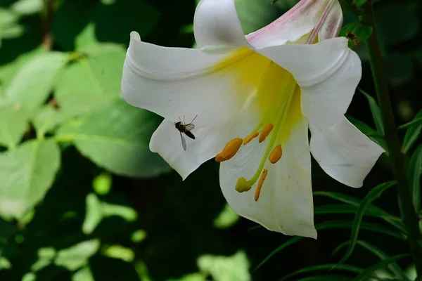 Красива Квітка Лілії Росте Відкритому Повітрі Літня Концепція Вид Крупним — стокове фото