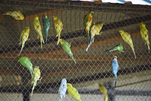 Słodkie Małe Papugi Spoczywające Klatce Kratowej Zoo Widok Bliska — Zdjęcie stockowe