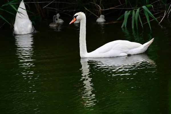 Krásné Bílé Labutě Plavání Vodní Hladině Jezera Letní Den — Stock fotografie