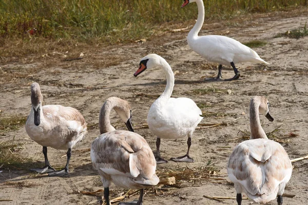 Vackra Söta Svanar Stranden Sommardagen — Stockfoto