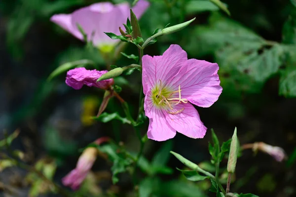 Amazing Purple Flowers Blossom Blurred Background — Stock Photo, Image