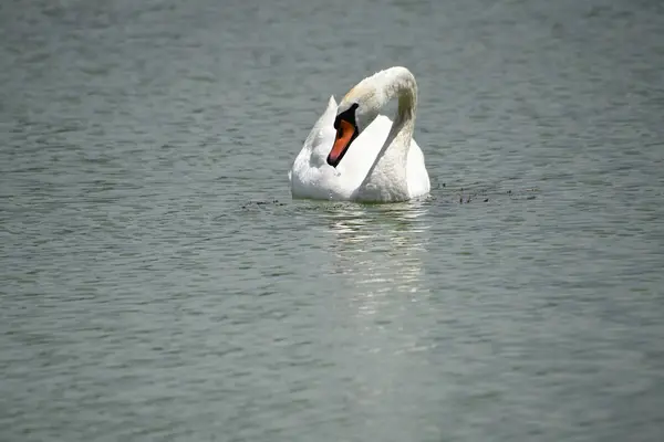Hermoso Cisne Blanco Nadando Superficie Del Agua Del Lago Día — Foto de Stock