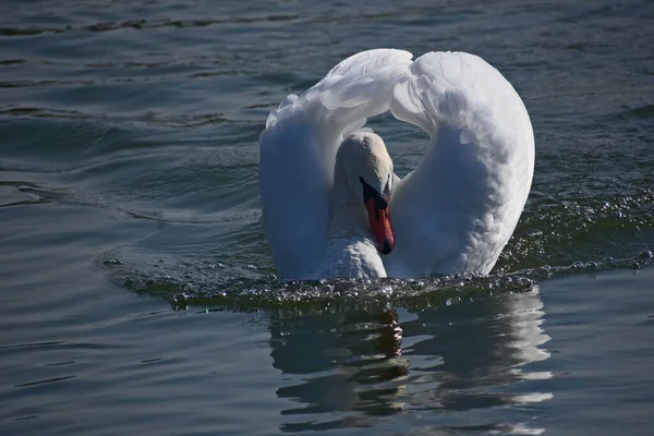 Hermoso Cisne Blanco Nadando Superficie Del Agua Del Lago Día — Foto de Stock