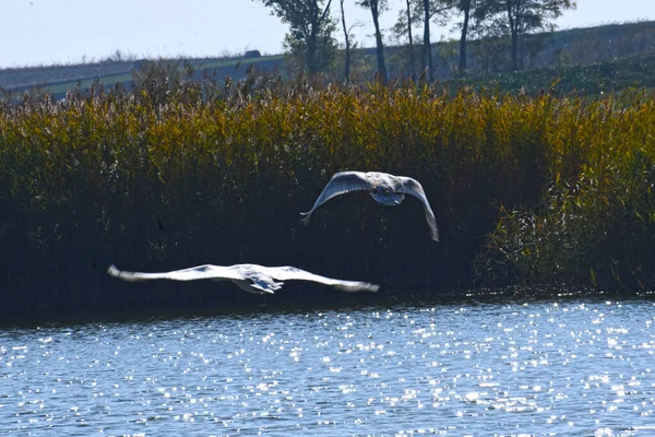 Schöne Weiße Schwäne Fliegen Sommertagen Über Die Wasseroberfläche Des Sees — Stockfoto