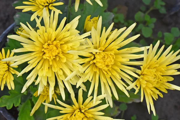 Close Amazing Flowers Blossom — Stock Photo, Image