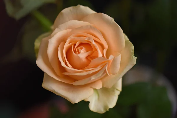 Frágiles Rosas Florecen Sobre Fondo Oscuro — Foto de Stock