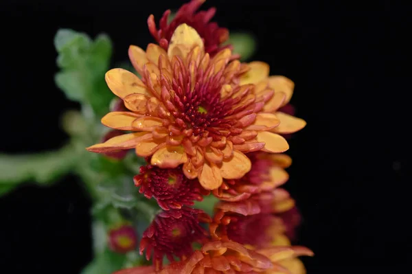 Gyönyörű Virágok Sötét Háttérrel Nyári Koncepció Közelről — Stock Fotó
