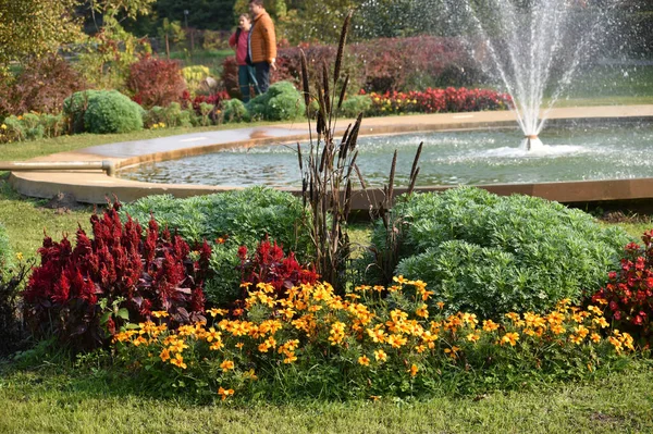 Belles Fleurs Poussant Plein Air Concept Été Vue Rapprochée — Photo