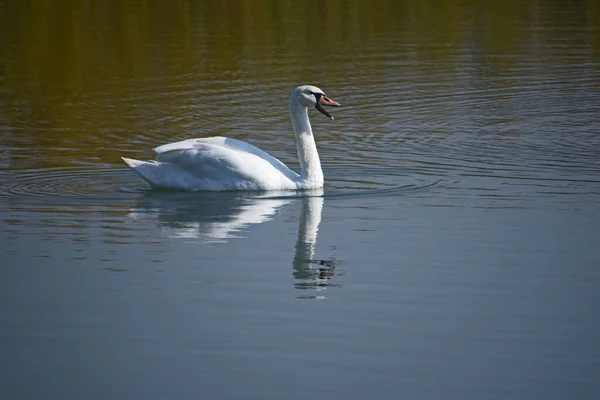 Belo Cisne Branco Nadando Superfície Água Lago Dia Verão — Fotografia de Stock