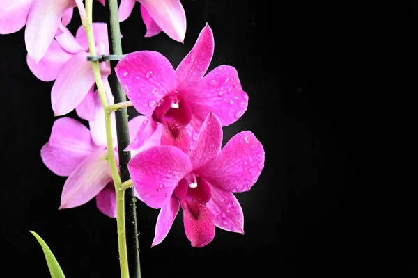 Mooie Orchidee Bloemen Donkere Achtergrond Zomer Concept Close View — Stockfoto