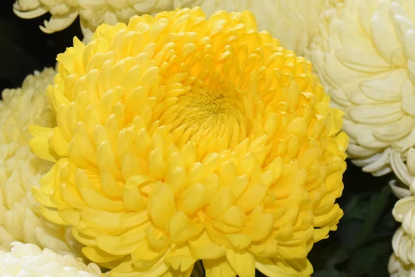 Bellissimi Crisantemi Sfondo Scuro Concetto Estivo Vista Vicino — Foto Stock