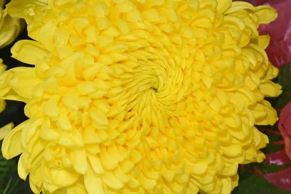Hermosos Crisantemos Sobre Fondo Oscuro Concepto Verano Vista Cercana —  Fotos de Stock