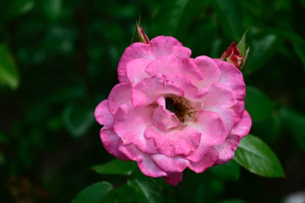 Belle Rose Poussant Dans Jardin Journée Ensoleillée Été — Photo