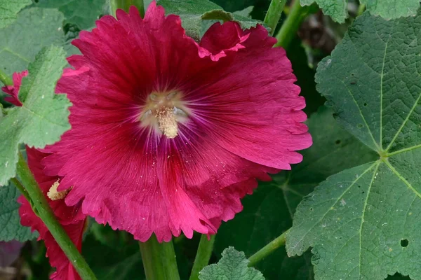 Hermosas Flores Que Crecen Jardín Verano Día Soleado — Foto de Stock