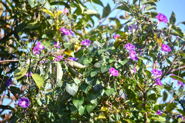 Flores Bonitas Jardim — Fotografia de Stock