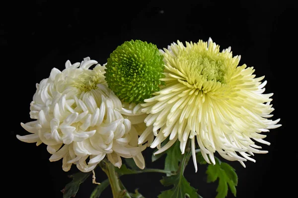 Beautiful Chrysanthemums Dark Background Summer Concept Close View — Stock Photo, Image