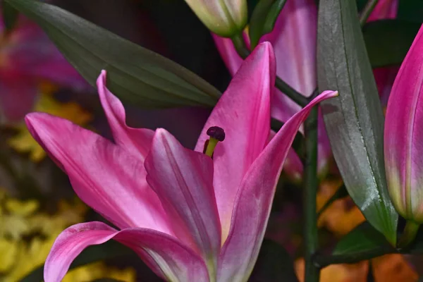 Gros Plan Fleurs Étonnantes Fleurissent — Photo