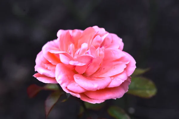 Schöne Blumen Wachsen Garten Sonnigen Sommertag — Stockfoto