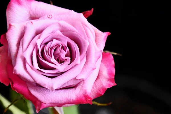 Bela Rosa Flor Fundo Escuro Conceito Verão Vista Perto — Fotografia de Stock