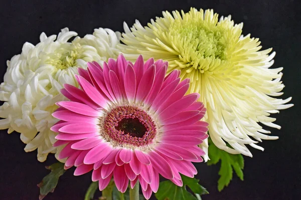 Wunderschöne Gerbera Und Chrysanthemenblüten Auf Dunklem Hintergrund Sommerkonzept Nahsicht — Stockfoto