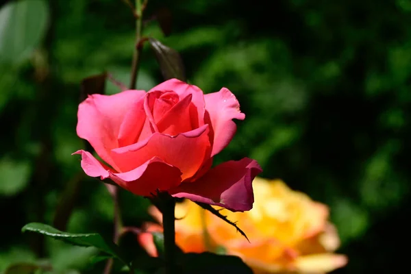 Hermosas Rosas Sobre Fondo Oscuro Concepto Verano Vista Cercana —  Fotos de Stock