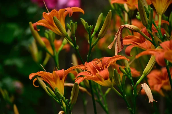 Güneşli Yaz Gününde Bahçede Yetişen Güzel Zambak Çiçekleri — Stok fotoğraf