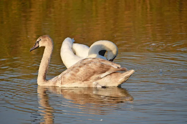 夏の日に白い白鳥が水面を泳いでいます — ストック写真