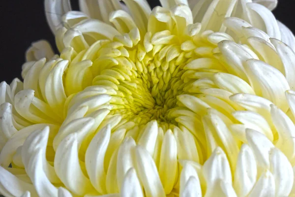 Krásná Chryzantéma Tmavém Pozadí Letní Koncept Zblízka — Stock fotografie