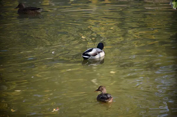 Belos Patos Brancos Nadando Superfície Água Lago Dia Verão — Fotografia de Stock