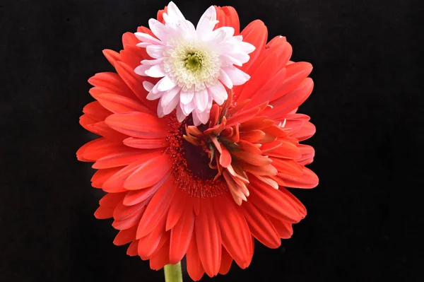 Nahaufnahme Von Erstaunlichen Blumen Blühen — Stockfoto