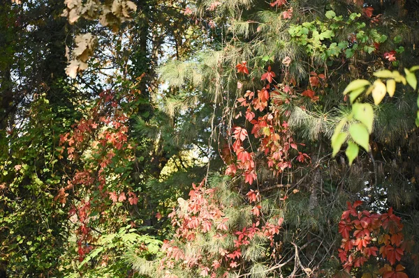 Vue Des Branches Arbres Automne Avec Des Feuilles Jaunes Sur — Photo