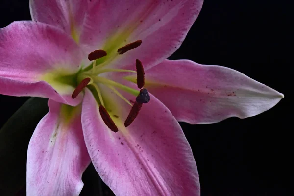 Close Amazing Flowers Blossom — Stock Photo, Image