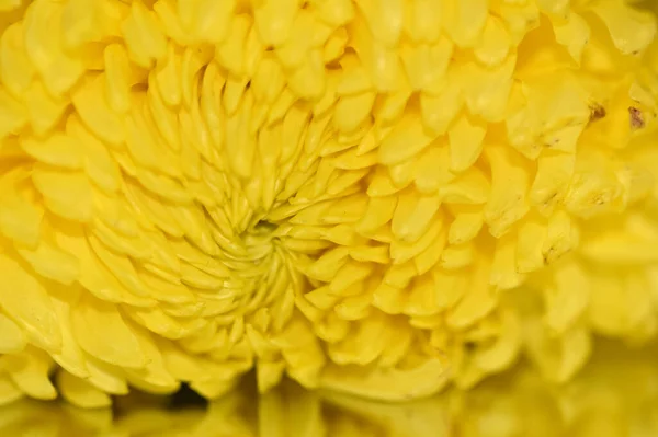 Nahaufnahme Von Schönen Rosa Chrysanthemen — Stockfoto