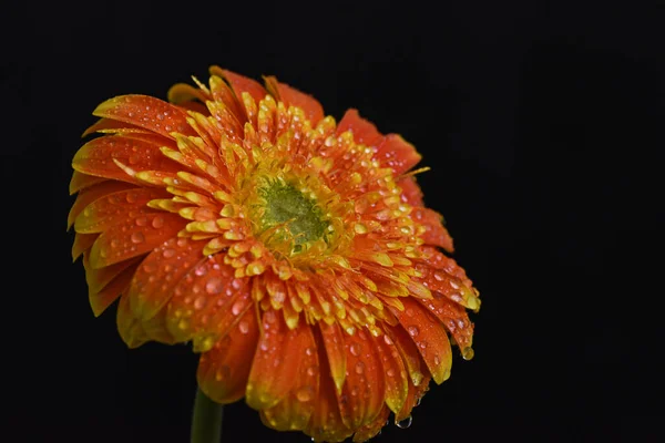 Beautiful Gerbera Dark Background Summer Concept Close View — Stock Photo, Image