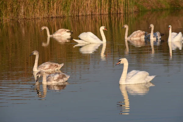 Mooie Witte Zwanen Zwemmen Meerwateroppervlak Zomerdag — Stockfoto