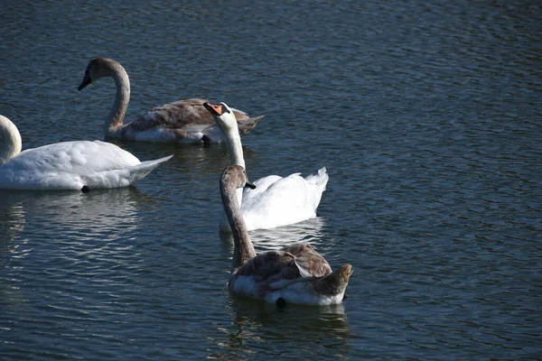 Schöne Weiße Schwäne Die Sommertagen Auf Der Wasseroberfläche Des Sees — Stockfoto