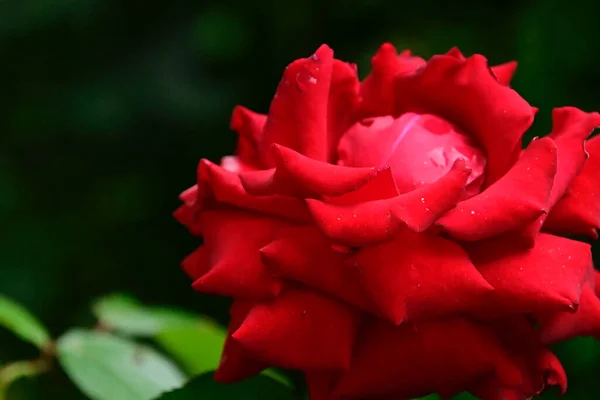 Mooie Bloemen Groeien Tuin Zomer Zonnige Dag — Stockfoto