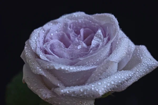 Bela Rosa Flor Fundo Escuro Conceito Verão Vista Perto — Fotografia de Stock