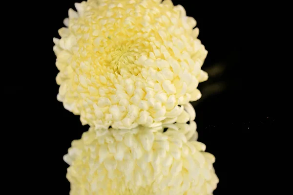 Vacker Krysantemum Blomma Med Reflektion Över Mörk Bakgrund Sommar Koncept — Stockfoto