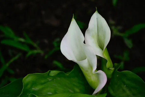 Belles Fleurs Poussant Plein Air Concept Été Vue Rapprochée — Photo