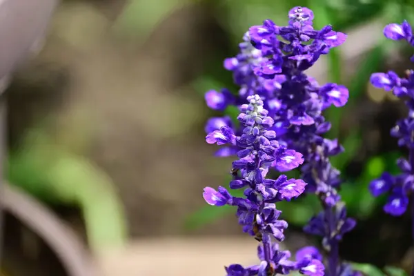 Flores Bonitas Crescendo Livre Conceito Verão Vista Próxima — Fotografia de Stock