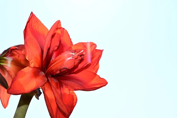 Hermoso Ramo Flores Sobre Fondo Azul Cielo —  Fotos de Stock