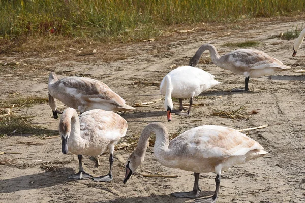 Hermosos Cisnes Lindos Orilla Día Verano — Foto de Stock