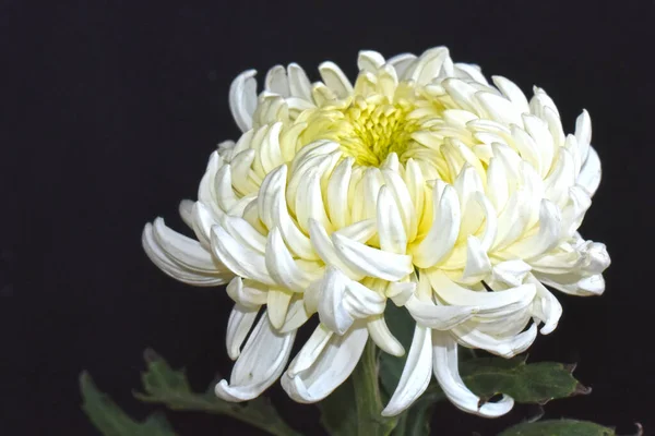 Beautiful Chrysanthemum Dark Background Summer Concept Close View — Stock Photo, Image