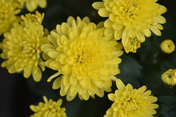 Close Amazing Flowers Blossom — Stock Photo, Image