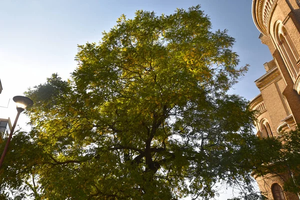 Branches Arbres Avec Des Feuilles Vertes Sur Fond Bleu Ciel — Photo