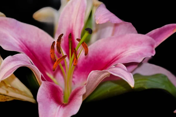 Όμορφο Λουλούδι Κρίνο Αυξάνεται Στον Κήπο Καλοκαίρι Ηλιόλουστη Μέρα — Φωτογραφία Αρχείου