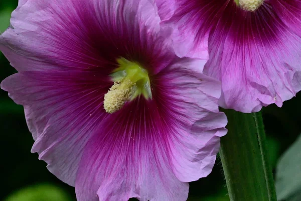 Belles Fleurs Poussant Dans Jardin Journée Ensoleillée Été — Photo