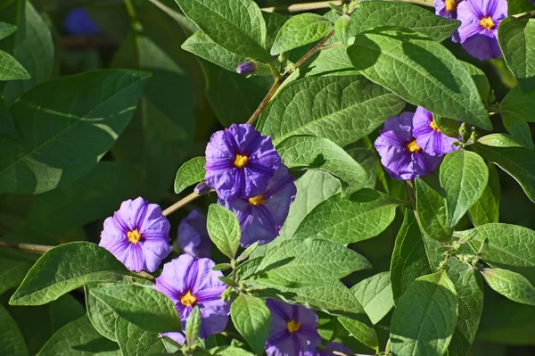 Hermosas Flores Que Crecen Jardín Verano Día Soleado — Foto de Stock