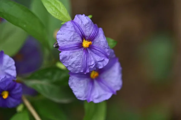 迷人的紫色花朵在朦胧的背景上绽放 — 图库照片